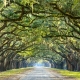 Two rows of oak trees on either side of a straight road with branches creating a beautiful arch along the length of the road